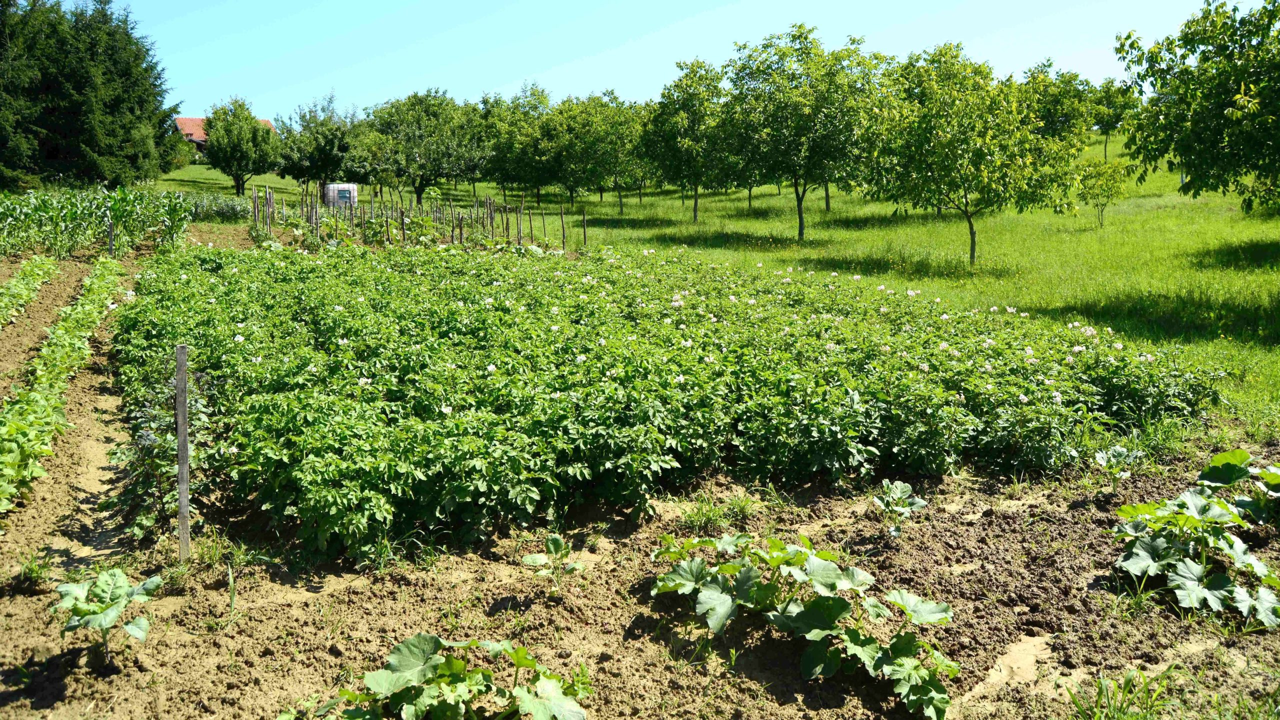 farm 56